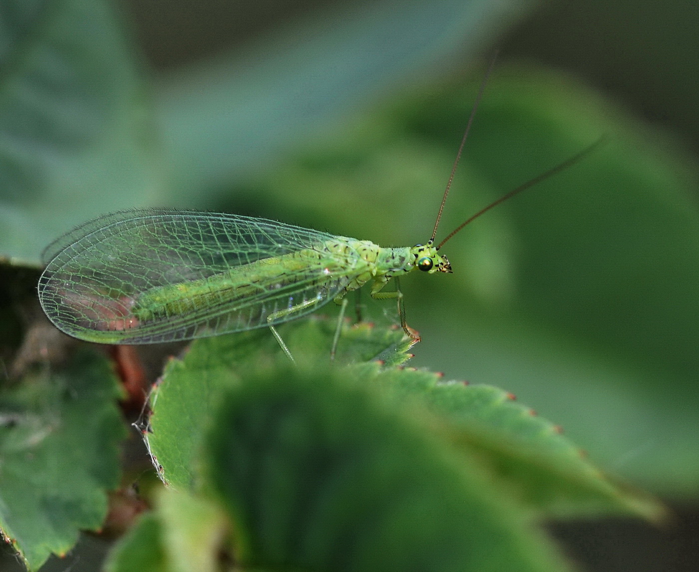Трамвай парарамының секс суреттері