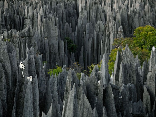 Лемуры, Мадагаскар, Фото: Stephen Alvarez, National Geographic