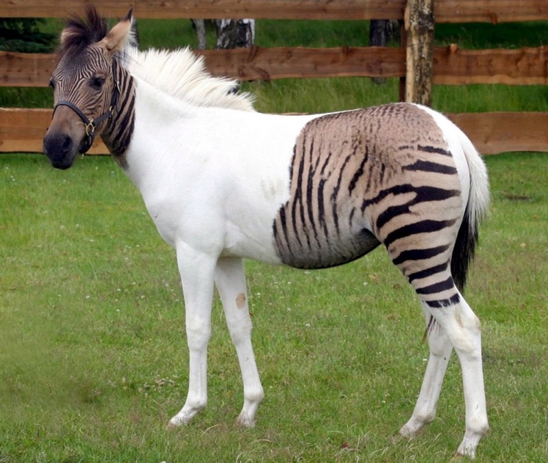 4. Одна из разновидностей зеброидов — помесь зебры и пони. Источник: zoopicture