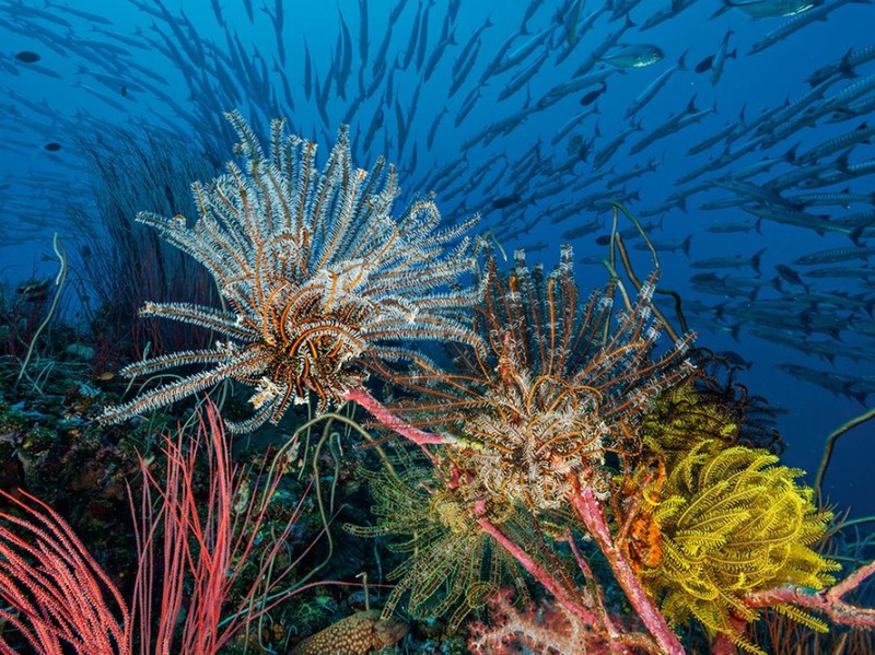 23 На снимке животное, которое выглядит как растение - морская лилия; она питается планктоном. Залив Кимбе Бэй у побережья Новой Британии, Папуа-Новая Гвинея. Автор - Дэвид Дубиле.