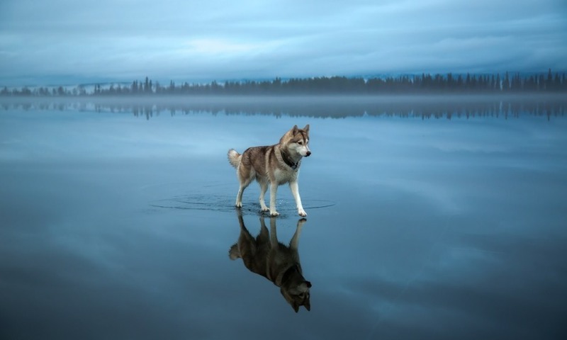 9. Собака породы хаски на озере, покрытом льдом. Источник: sevsob.
