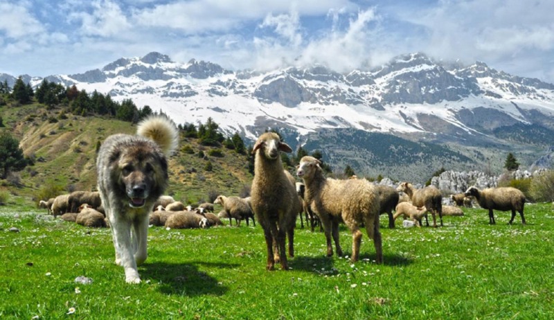 21 Кавказская овчарка незаменима в горах, где есть и волки, и медведи. Источник:bayburtsila.com
