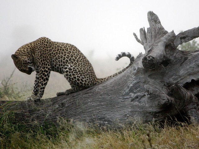 Леопард, Южная Африка, Фото: Madison Hall