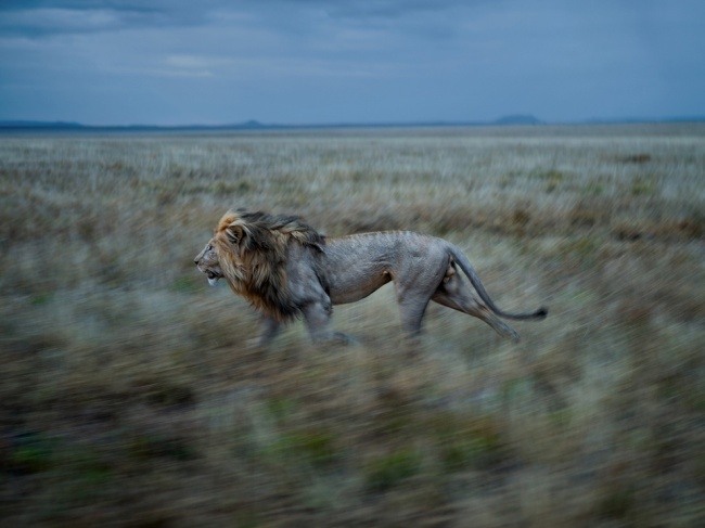 29 Лев в Национальном парке Серенгети, Танзания. Автор - Майкл Николс.