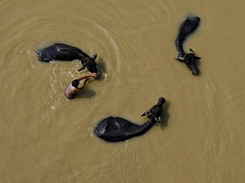 3. Парень купается вместе с буйволами в водоёме. Автор Partha Pratim Saha.