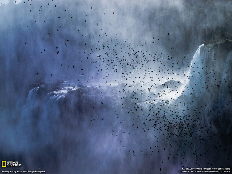 15 Стая стрижей над водопадом Игуасу, провинция Мисьонес, Аргентина. Автор - Франческо Филиппо Пелегринни.
