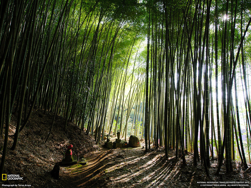 17 Бамбуковый лес, Япония. Автор - Теруо Арайа.