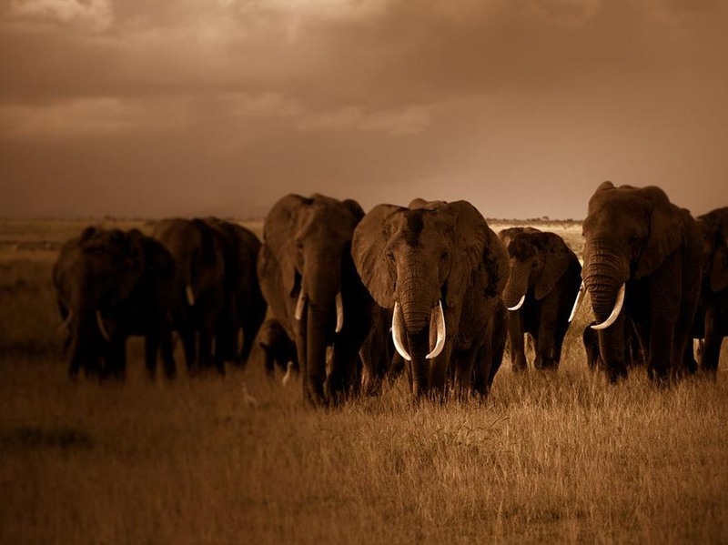 7. Слоны в кенийском Национальном парке Амбосели. Автор Robyn Gianni.