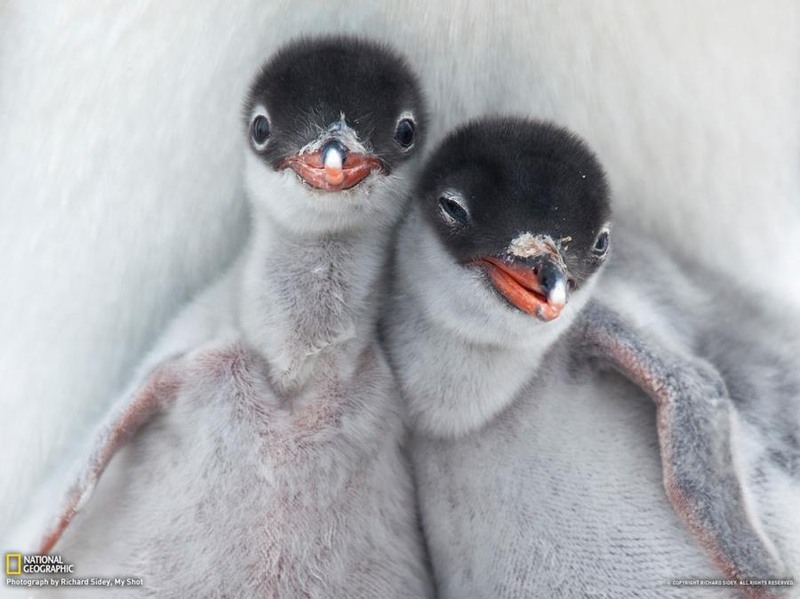 8. Детеныши пингвина. Автор Richard Sidey.