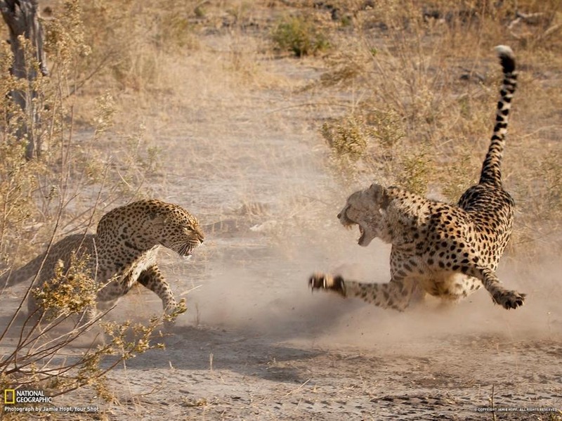 11. Самец гепарда (на фото справа) и самка леопарда. Ботсвана. Автор Jamie Hopf.
