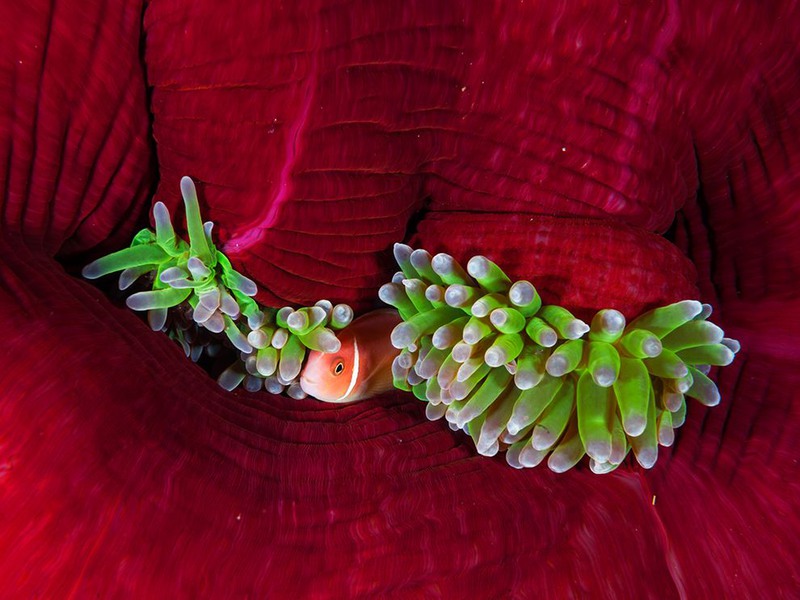 10 "Взаимовыгодное партнерство". Анемона и рыба-клоун в водах залива Кимба, Папуа-Новая Гвинея. Автор - David Doubliet.