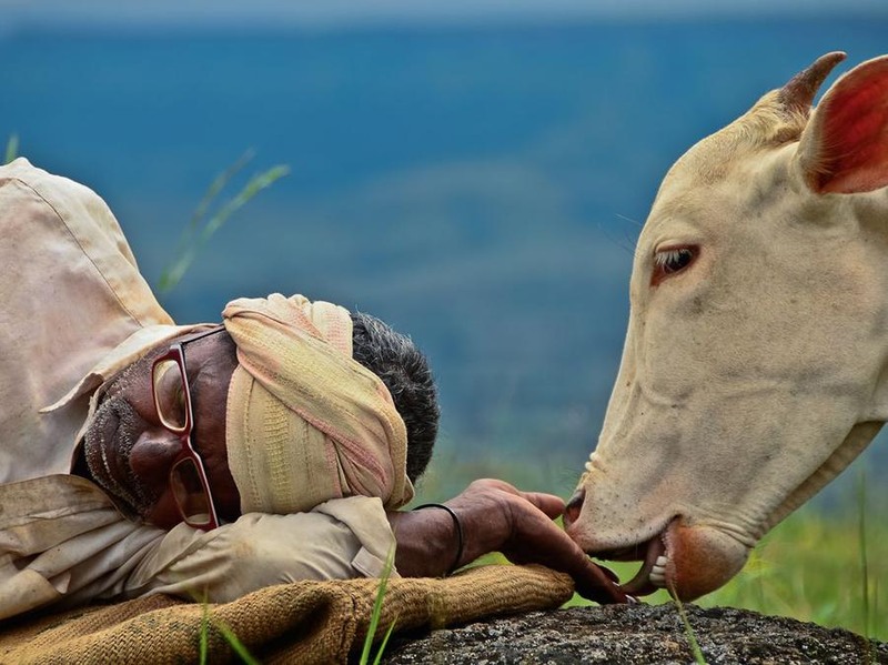 13. Корова возле своего спящего хозяина. Автор Kuntal Joisher.