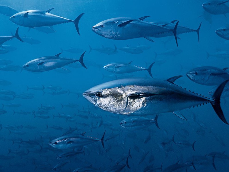 16 Стая голубого тунца, которого откармливают для активно развивающегося рынка суши. Морской вольер в Средиземноморье. Автор - Brian Skerry.