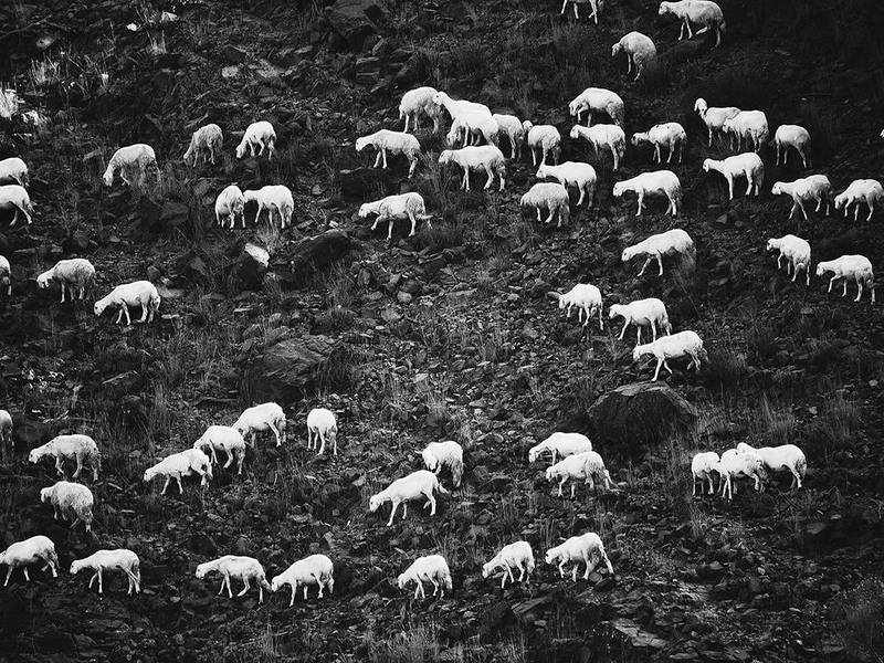 17 Стадо овец в горах. Снимок сделан вблизи города Эль-Бахе, Саудовская Аравия. Автор - Arshad Syed.