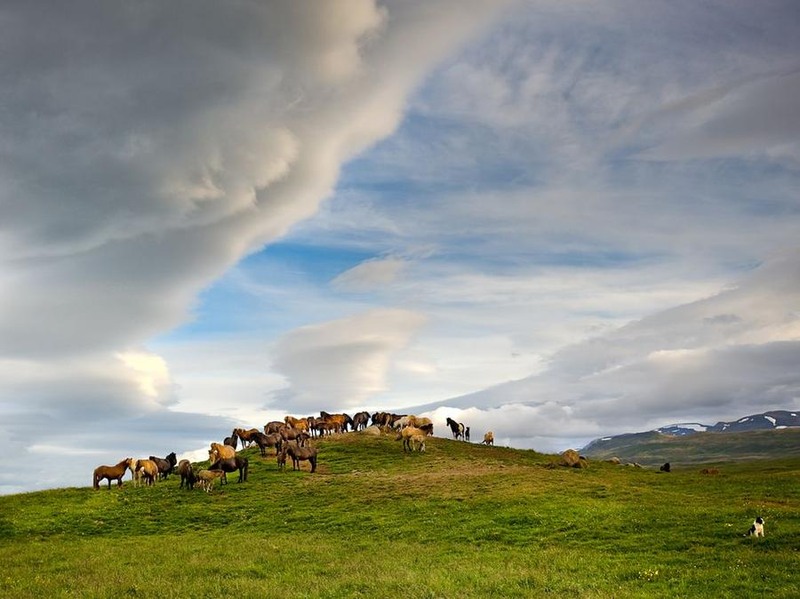 20. Лошади на холмах Северной Исландии. Автор Tina Thuell.