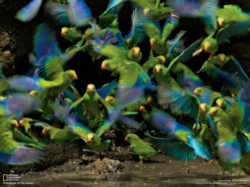 21. Попугаи лори на просторах национального эквадорского парка Ясуни. Автор Tim Laman.