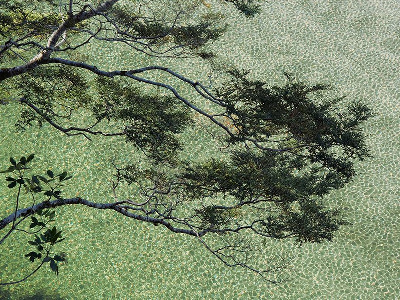 20 Нефритовое место - буковые ветви свисают над водами озера Ада. Это зона Всемирного наследия, которая включает в себя четыре национальных парка с самыми высокими горами Новой Зеландии, мощными ледниками и высокими лесами. Автор - Michael Melford.