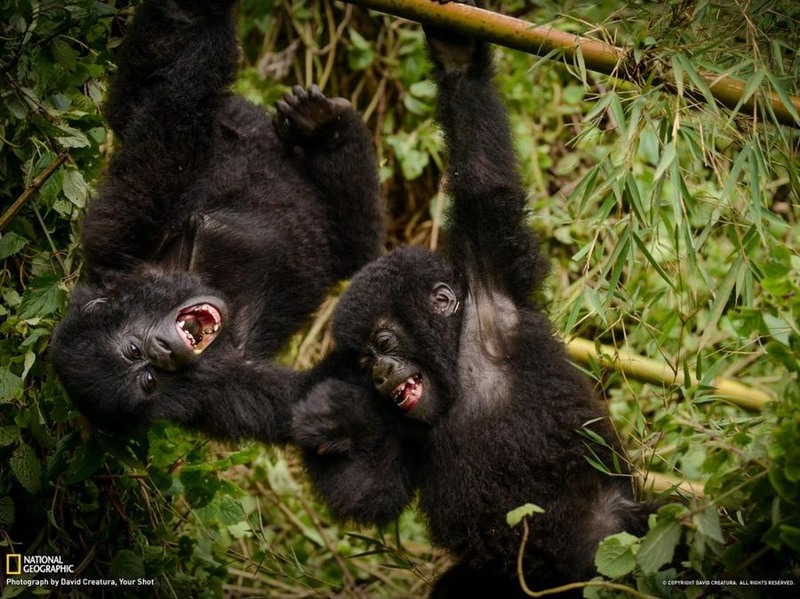 27. Молодые гориллы резвятся в Национальном парке вулканов в Руанде. Автор David Creatura.