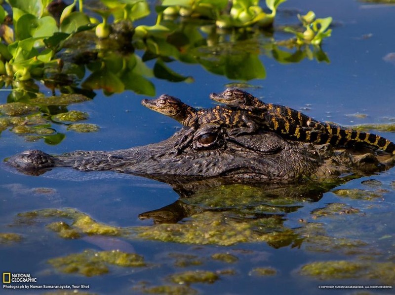 28. Детёныши аллигатора путешествуют на голове у своей матери. Снимок сделан в техасском парке Бразос Бенд. Автор Nuwan Samaranayake.
