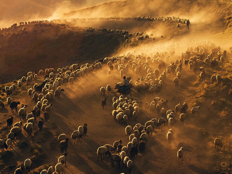 12 "Стая пыли". Группа погонщиков скота вблизи горы Немрут-Даг в Турции. Автор: Abdullah Metin