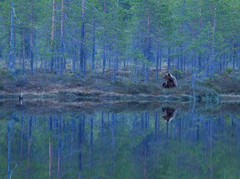 29. Медведь в лесу Финляндии. Автор Sylwia Domaradzka.