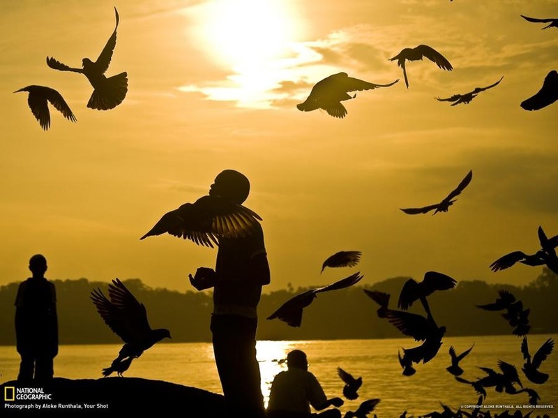 31. Каждое утро люди приходят покормить голубей в Порт-Блэре. Птицы привыкли к человеческому присутствию и не боятся подлетать близко. Автор Aloke Runthala .