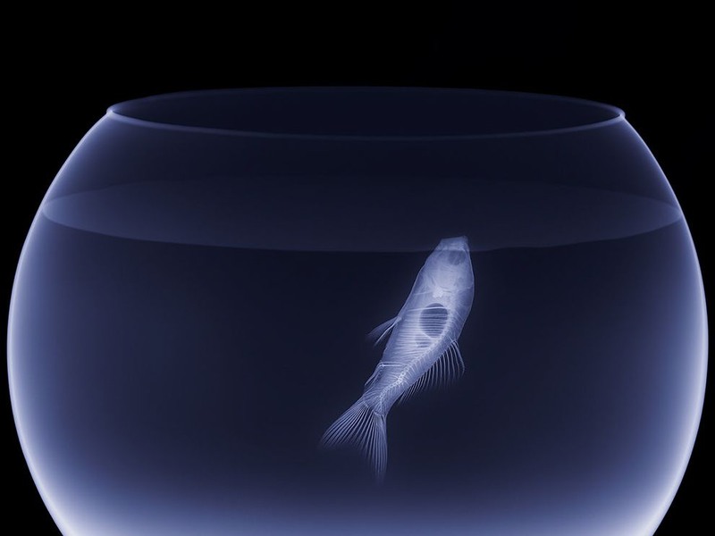 5. Золотая рыбка (подвид пресноводных рыб рода карасей)на рентгеновском снимке.
