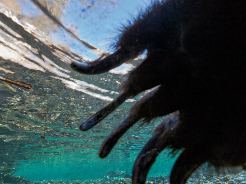 7. Лапа медведя гризли, который приостановил рыбную ловлю из-за замеченной скрытой камеры. Автор - Пол Никлен.