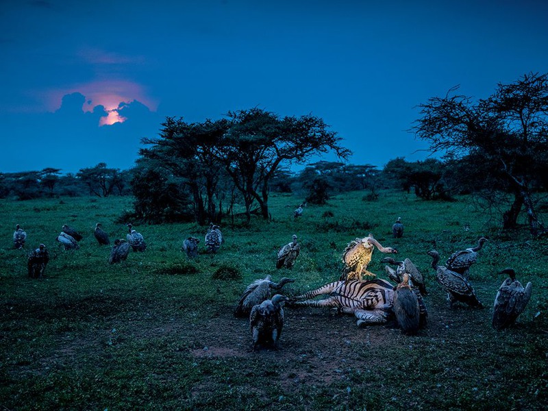 19 "Кровавое пиршество". Национальный парк Серенгети, Танзания. Автор: Charlie Hamilton James
