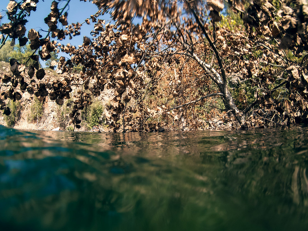 Underwater forest