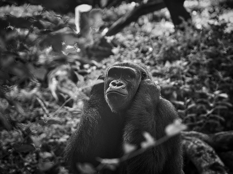 24 "Погруженный в размышления". Зоопарк Даллас, США. Автор: Daryl Tannis
