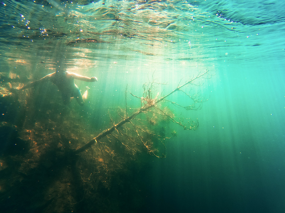 Underwater forest