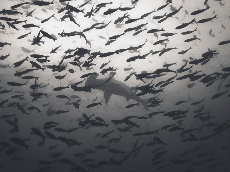 16.  Акула-молот в стае мелкой рыбы. Автор - Denis Nezhentsev.