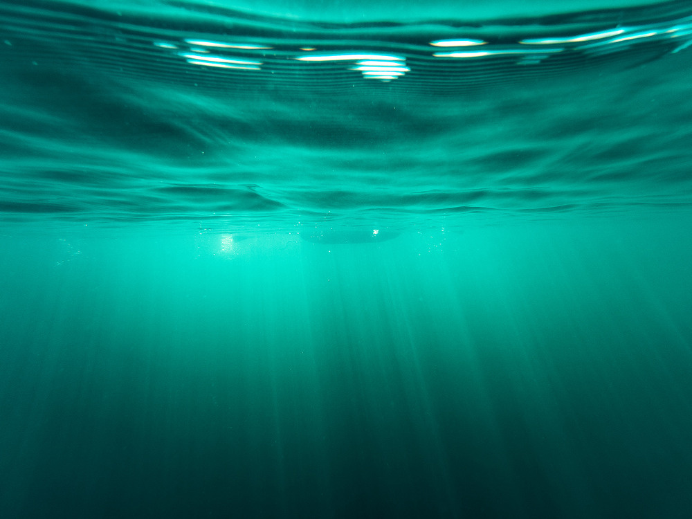 Underwater forest