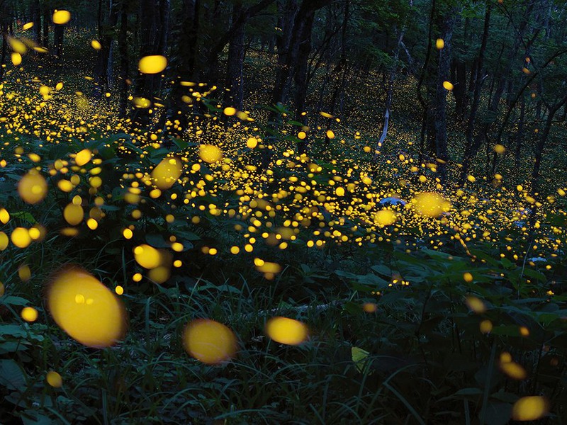 29 "Река Света". Поток светлячков в лесу в Нинохе в префектуре Иватэ, Япония. Автор: Takashi Zenihiro