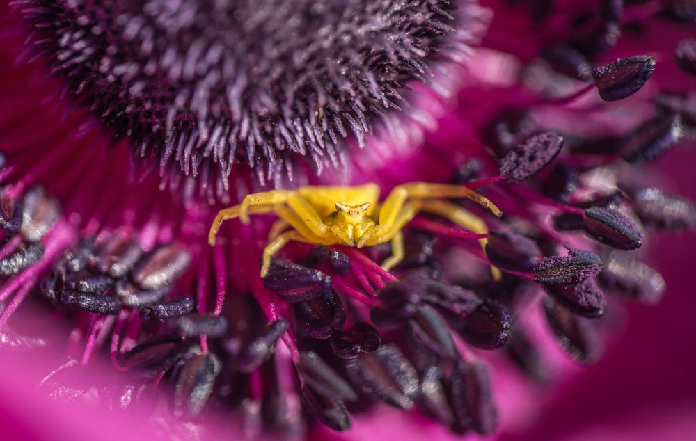 7 "Красота близко к дому". Автор снял этот цветок краба-паука вблизи своего дома в Израиле. Автор - OMER SHEMESH.