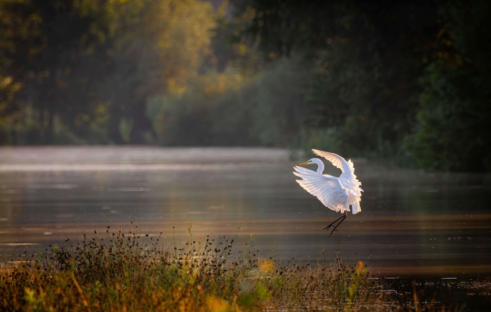 Author: Олександр Ярмошевич