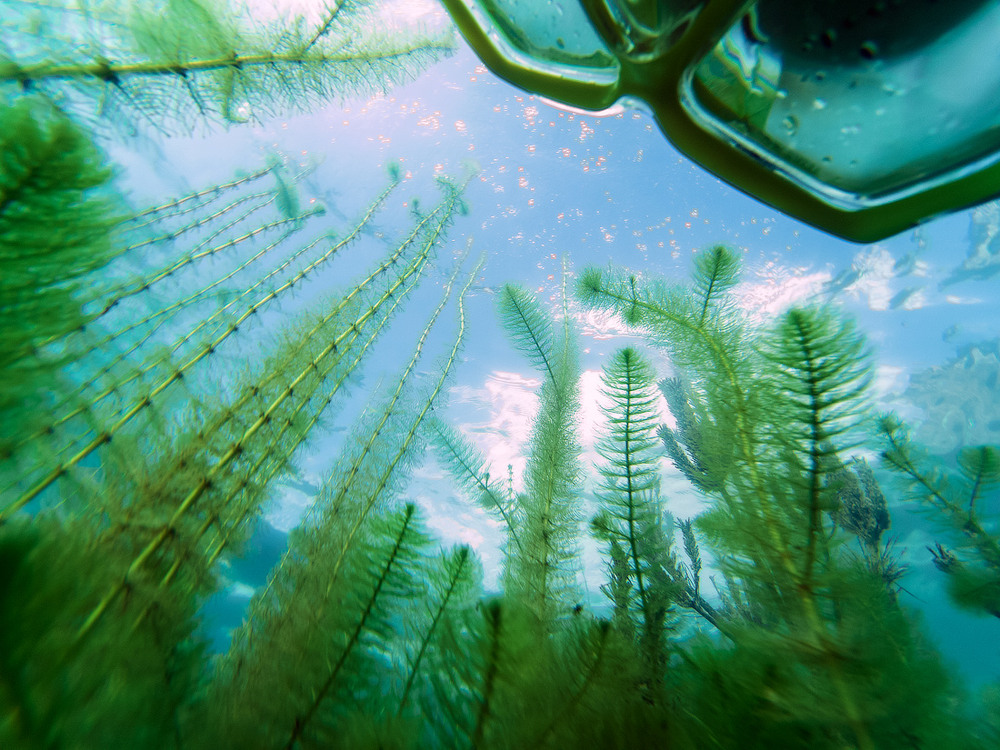 Underwater forest