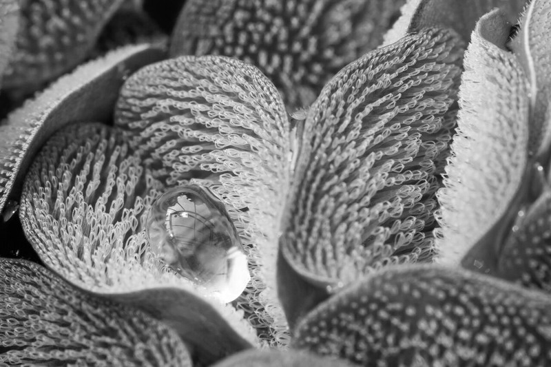2. Следующий снимок был сделан британцем Ульриком Бауэром. На нём вы можете видеть листья папоротника Salvinia Molesta, чья ворсистая поверхность устроена таким образом, чтобы максимально эффективно отталкивать воду. Учёные часто черпают вдохновение в природе, когда пытаются разработать водоотталкивающие материалы.