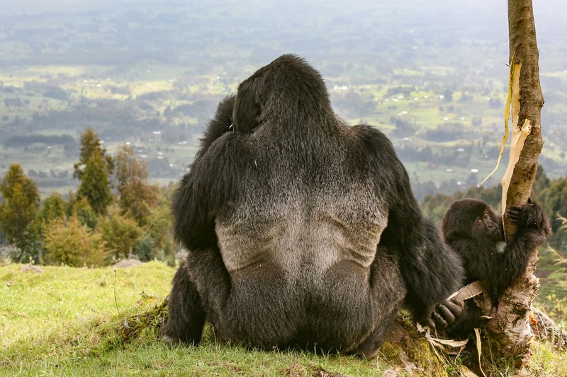 3. Очень необычное фото немецкого фотографа Марты Роббинс демонстрирует нам момент из семейного быта горилл.