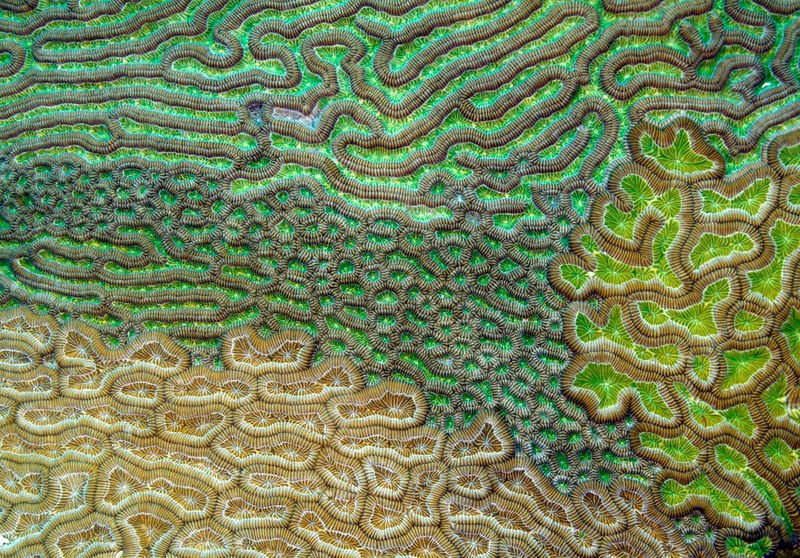 4. Удивительный коралл Colpophyllia, чья поверхность своим рисунком напоминает извилины человеческого мозга. Фото сделано американским фотографом Эваном Д’Алессандро.