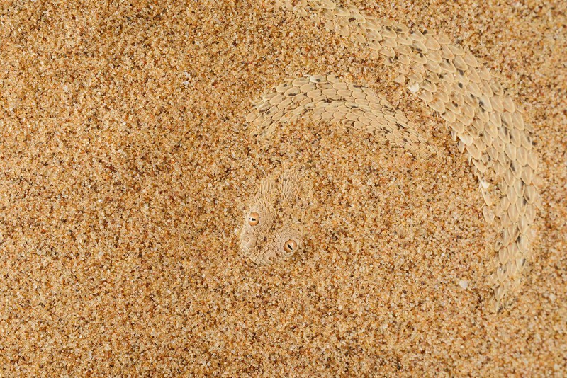 7. Мастерство маскировки, как оно есть. Фотография итальянца Фабио Пупина демонстрирует нам замаскировавшуюся в песке карликовую африканскую гадюку.