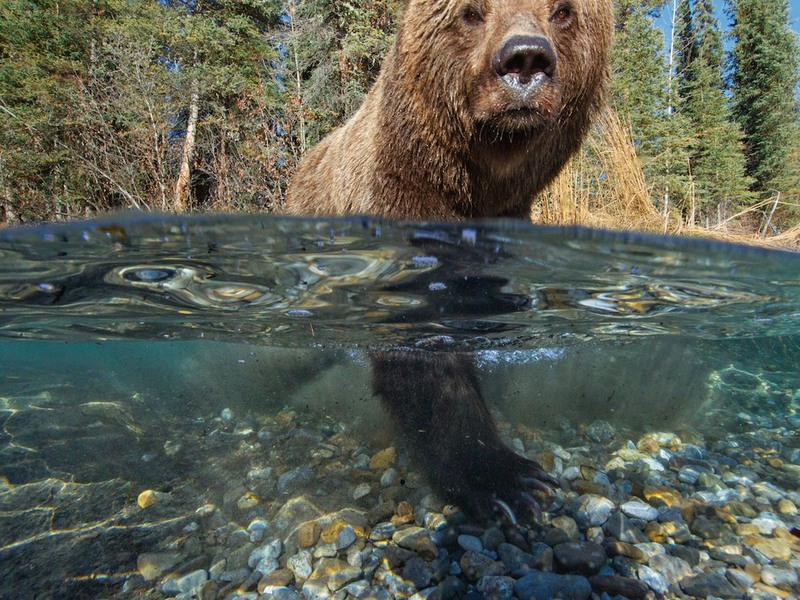 5. Медведь гризли. Канада. Автор - Пол Никлен.