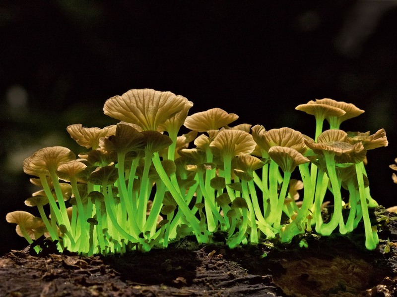 6. Биолюминесцентные грибы. Снимок сделан в Бразилии. Автор - Тейлор Локвуд.