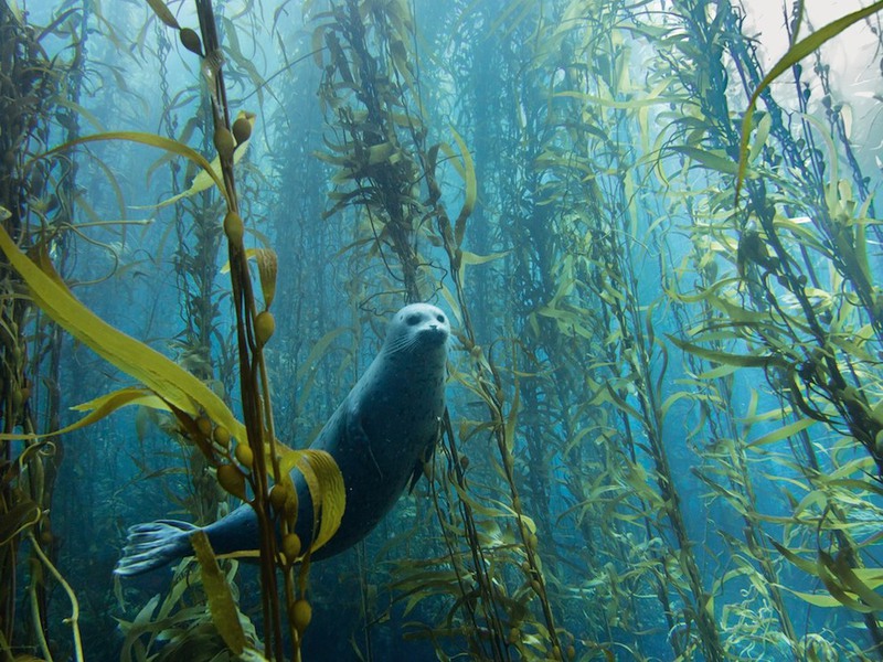 7. Тюлень в водорослях. Снимок сделан в 160 километрах от южного побережья Калифорнии, около Кортес-Бэнк.