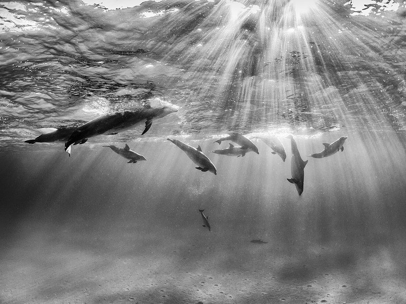 14. Дельфины. Багамские острова. Автор - Nadia Aly.