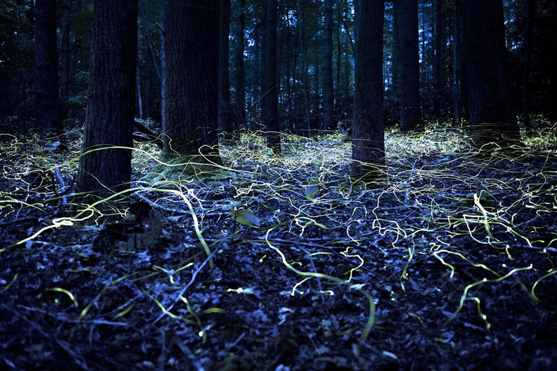 4 Blue Ghost Fireflies in Brevard, North Carolina. Автор - Spencer Black.
