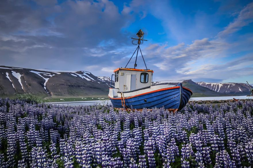 6 И завораживающие поля люпинов в Исландии