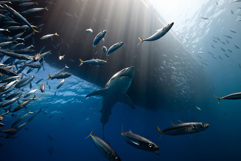 8 Off the coast of Guadalupe Island, Mexico. Автор - Marc Henauer.