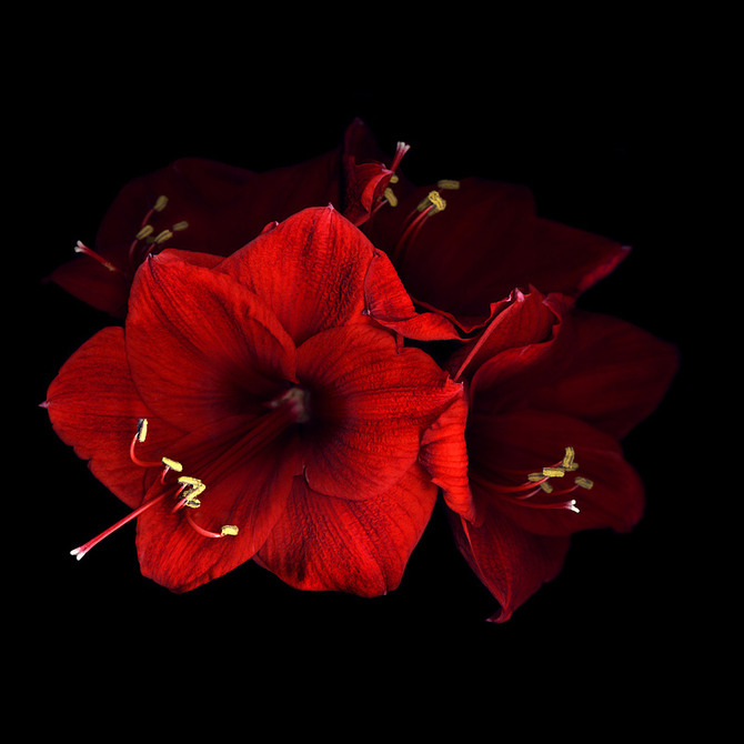 Flowers by Magda indigo